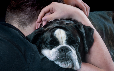 image for February is Responsible Pet Ownership Month!